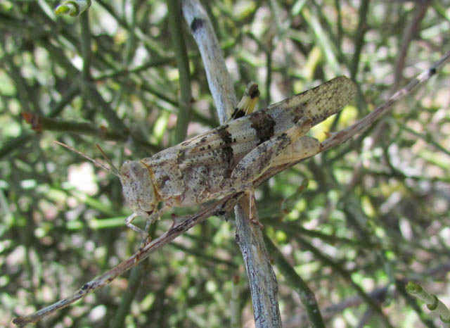 Pallid-winged Grasshopper